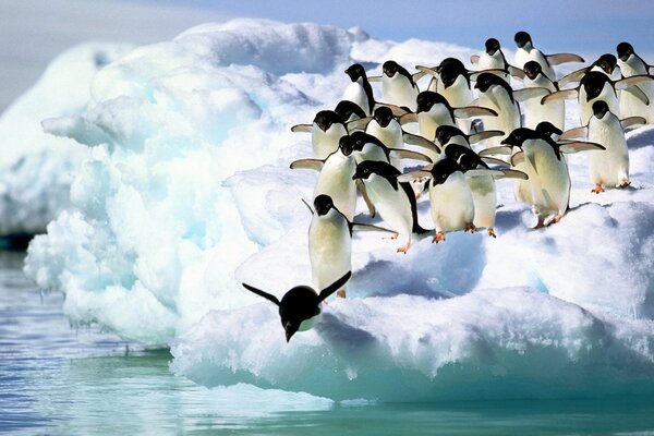 The Pengwins caused mass riots on the ice floe