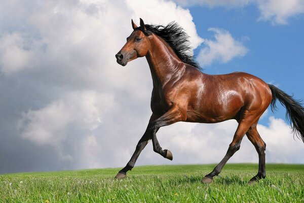 Beau cheval galopant sur l herbe