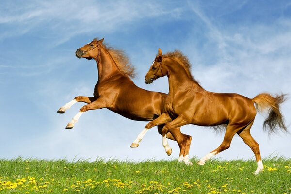 Horses gallop into the wind