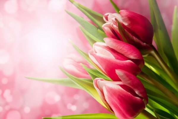 Pink background. Large tulips