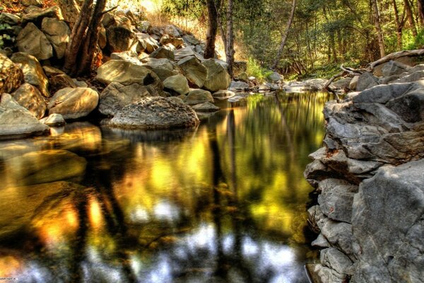 Arroyo a través de las rocas en el bosque