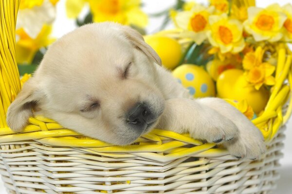 Cute puppy in a basket for Easter