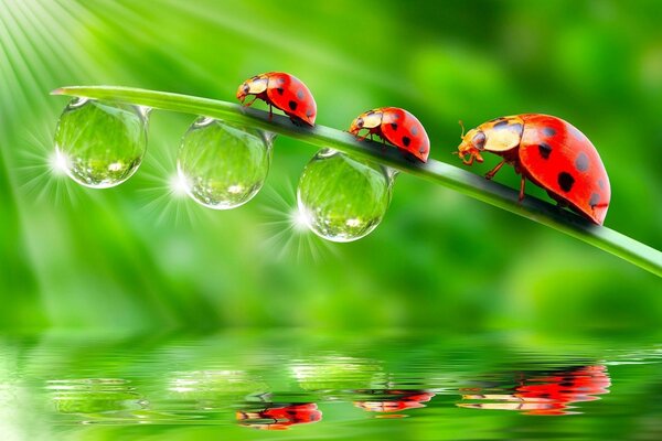 Ladybugs on the grass above the water