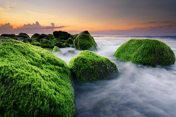 Piedras destrozadas por el musgo en la niebla