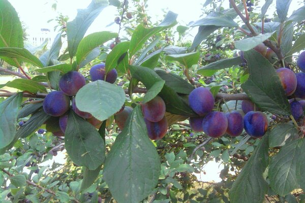 Prugna da giardino. Autunno. Pruno