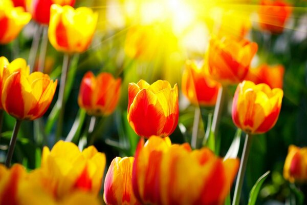 Tulpen als Uhrfrühling stehen im Garten