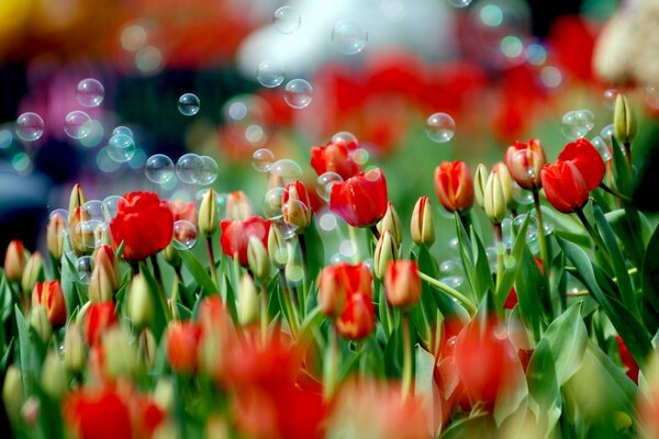 Tulipanes rojos y burbujas