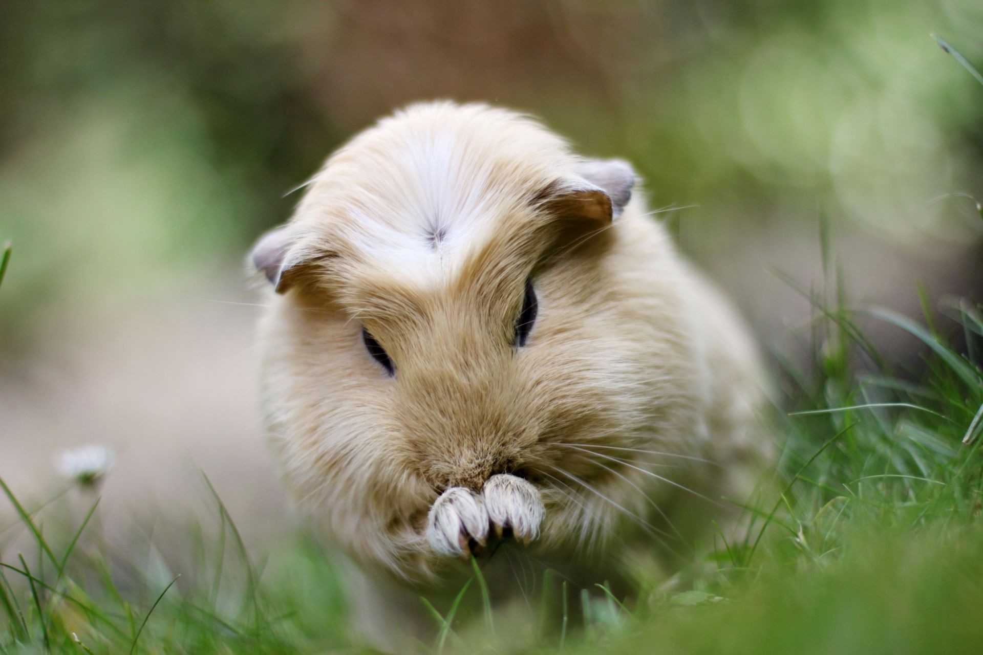 animaux nature herbe petit mignon fourrure animal faune mammifère