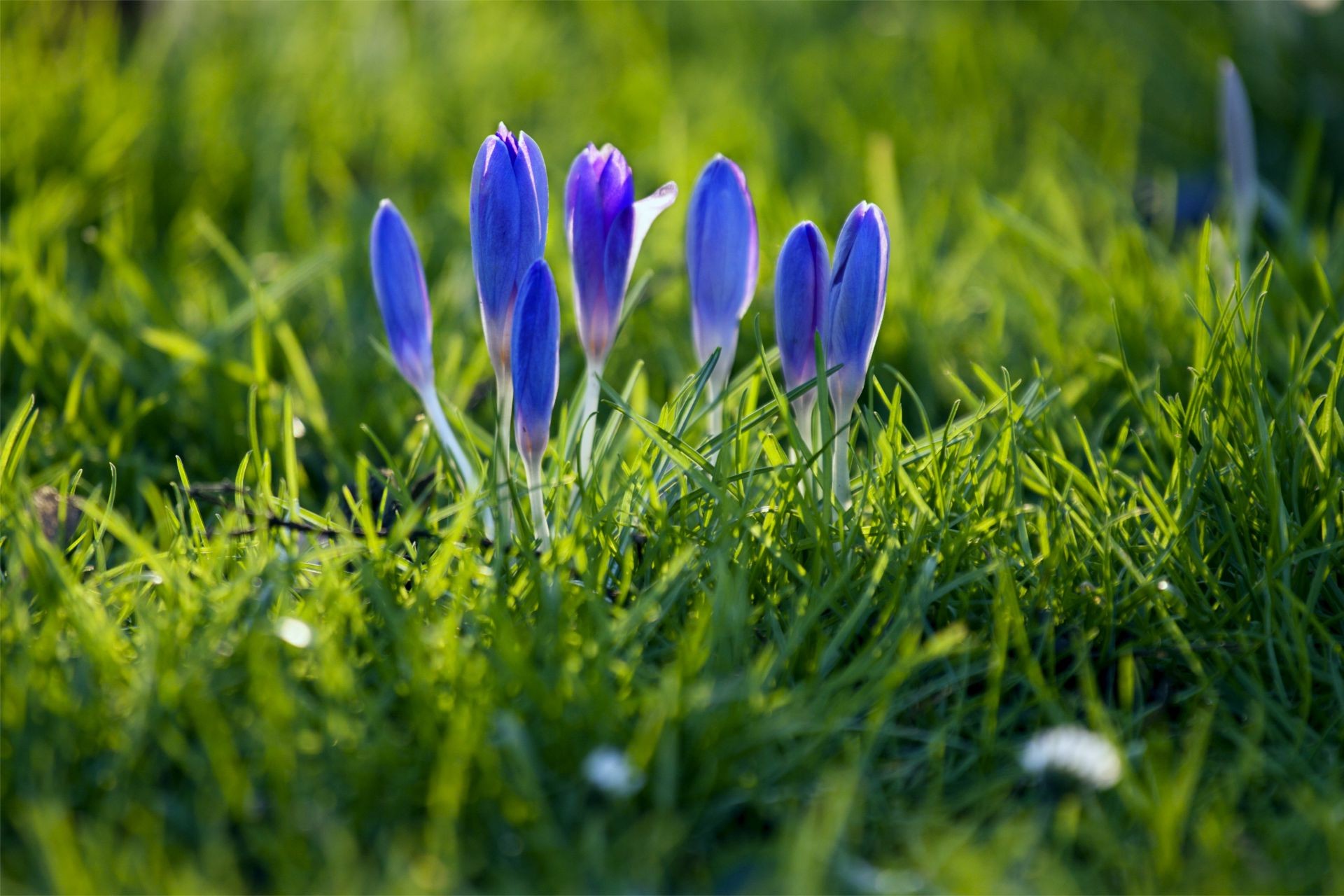 flowers grass hayfield nature field summer flora garden lawn flower growth leaf season easter outdoors bright fair weather close-up floral park