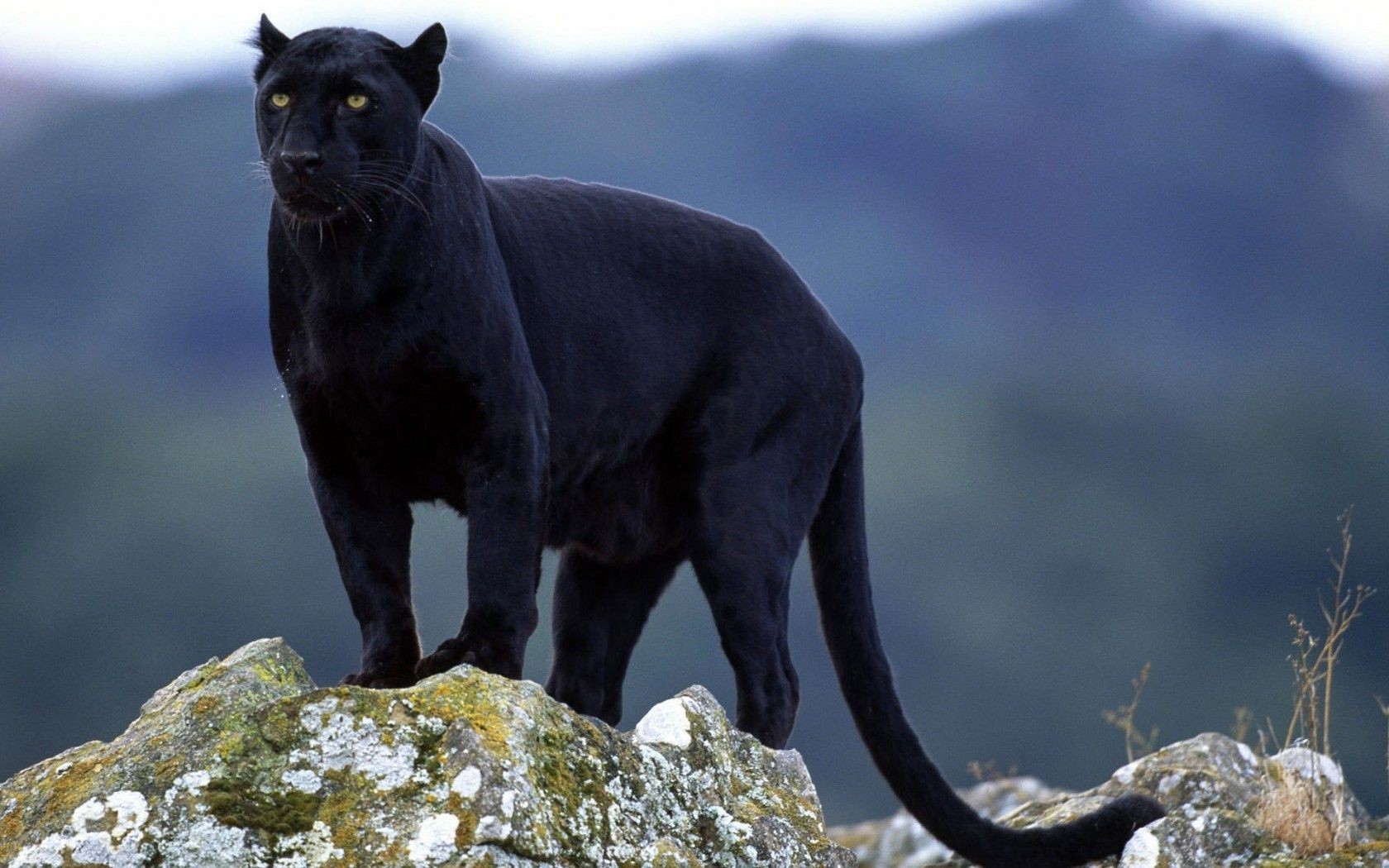 animais natureza vida selvagem ao ar livre mamífero animal rocha