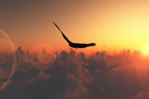 An eagle flying against the sunset background