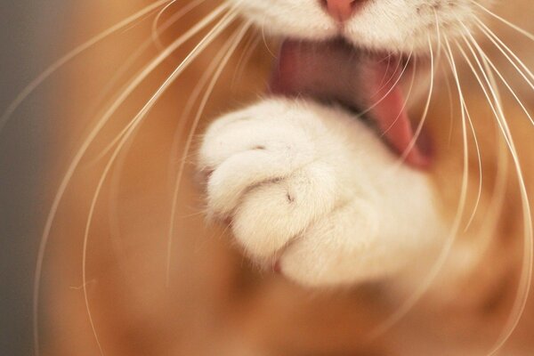 Paws of a cute mustachioed cat