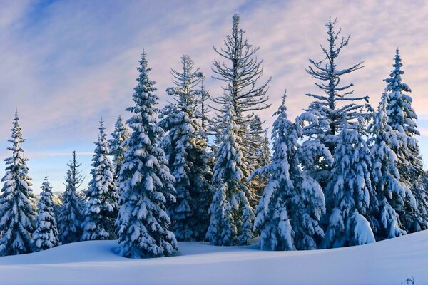 Familie Tannen im Schnee gekleidet