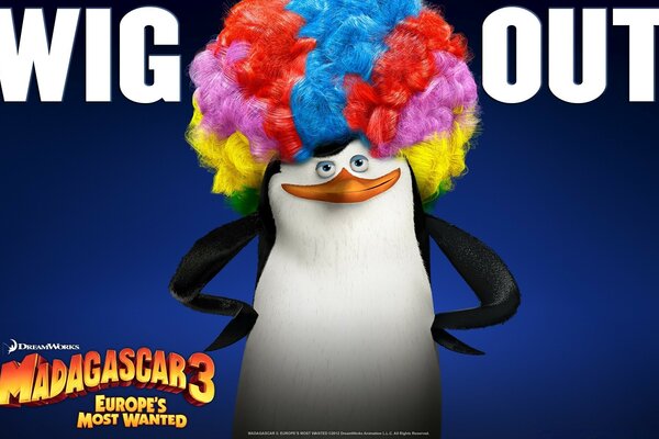 Madagascar, a penguin in a multicolored wig