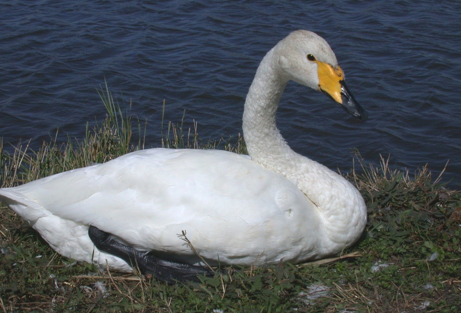 animais pássaro cisne água natureza lago pena ganso água vida selvagem pato piscina bico aves ao ar livre pescoço selvagem animal