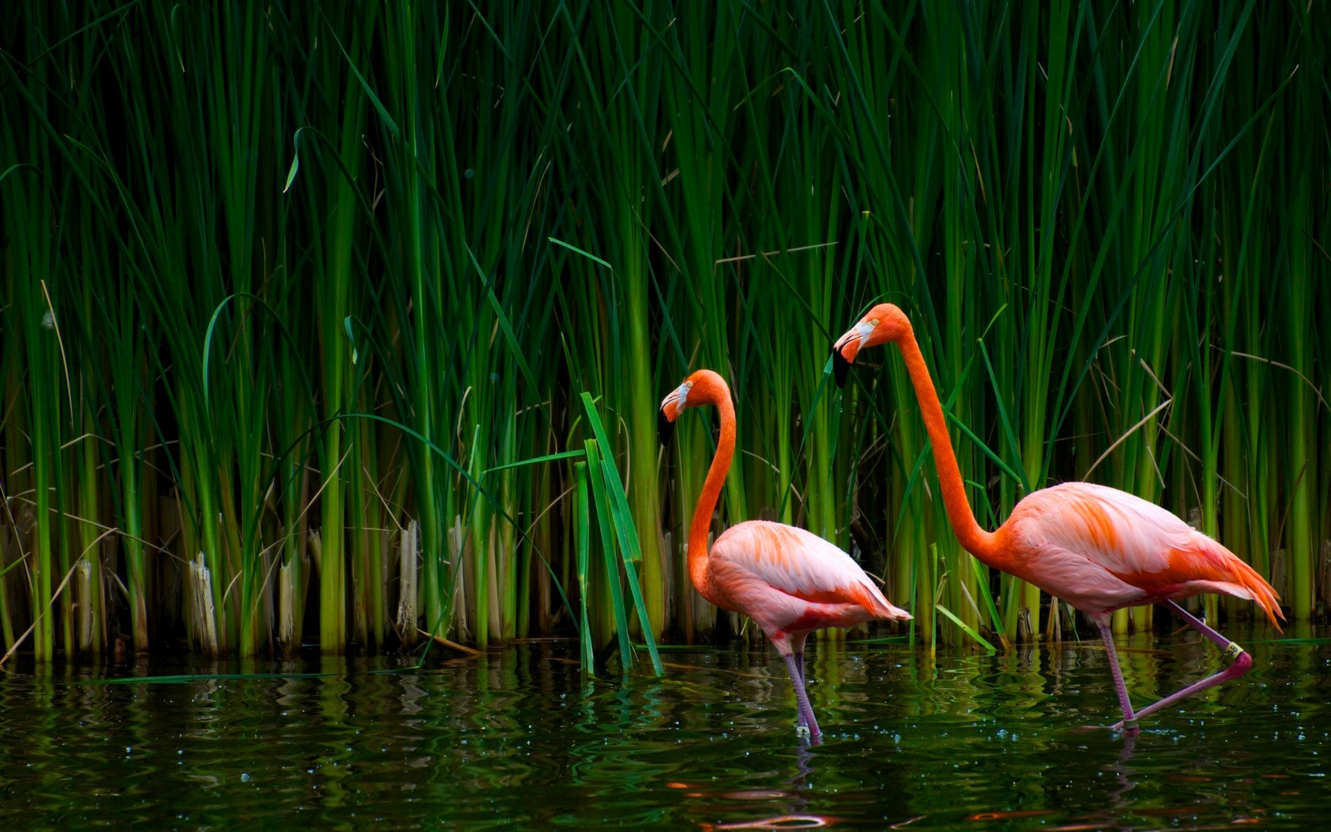 animales naturaleza lago hierba color verano agua