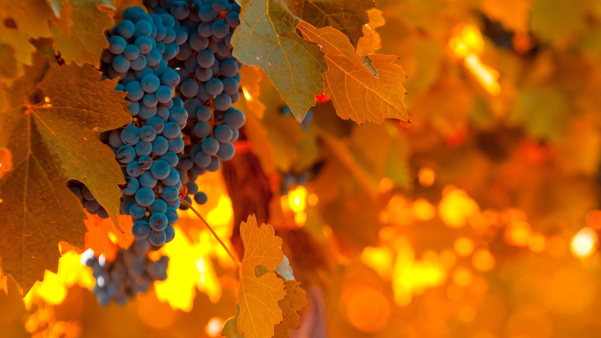 baies automne feuille couleur flou lumineux nature saison bureau arbre flore vin à l extérieur or