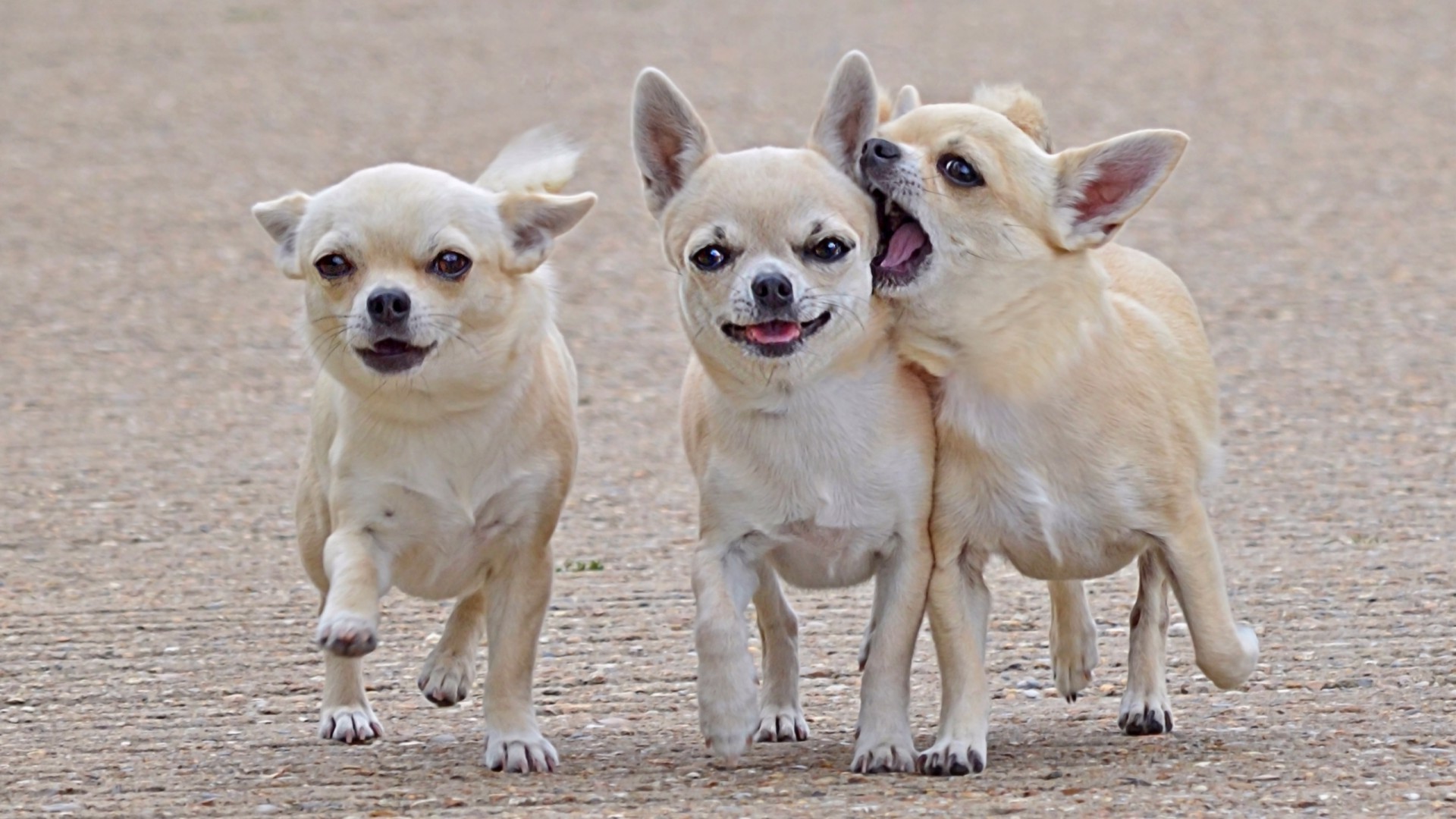 cani cane mammifero animale carino canino animale domestico cucciolo piccolo ritratto giovane razza domestico pedigree adorabile purosangue