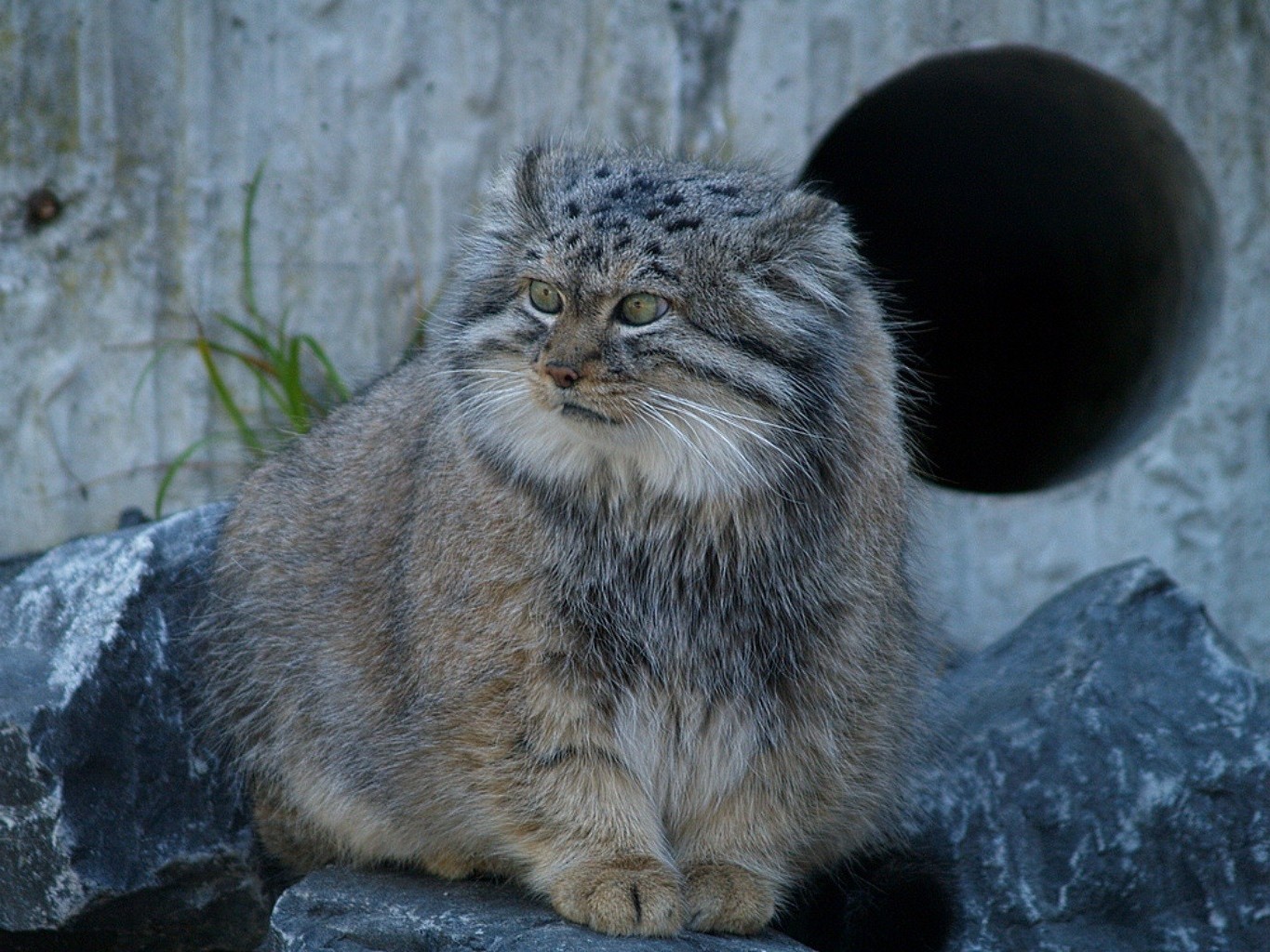 动物 猫 哺乳动物 动物 野生动物 肖像 自然 毛皮 可爱 野生 灰色 捕食者 观看 眼睛 小猫 宠物