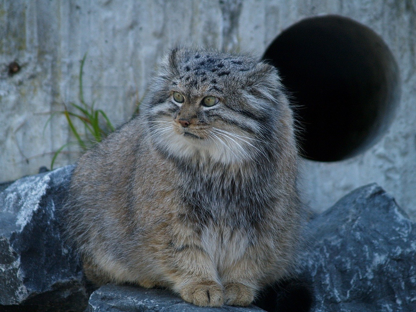 Хк манул чита. Степной кот Манул. Тибетский Манул. Сибирский дикий кот Манул. Дикий Лесной кот Манул.
