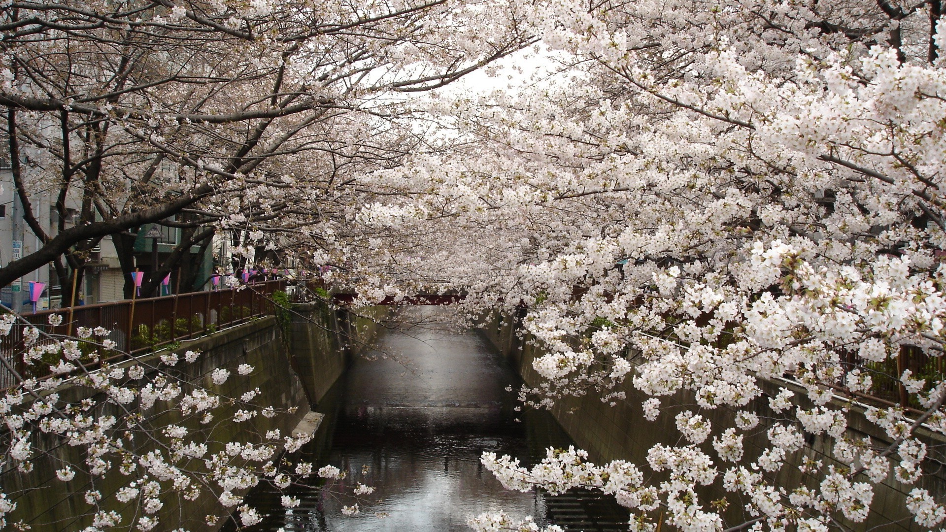 alberi fiore ciliegio albero stagione flora natura parco fiore paesaggio giardino ramo foglia primavera