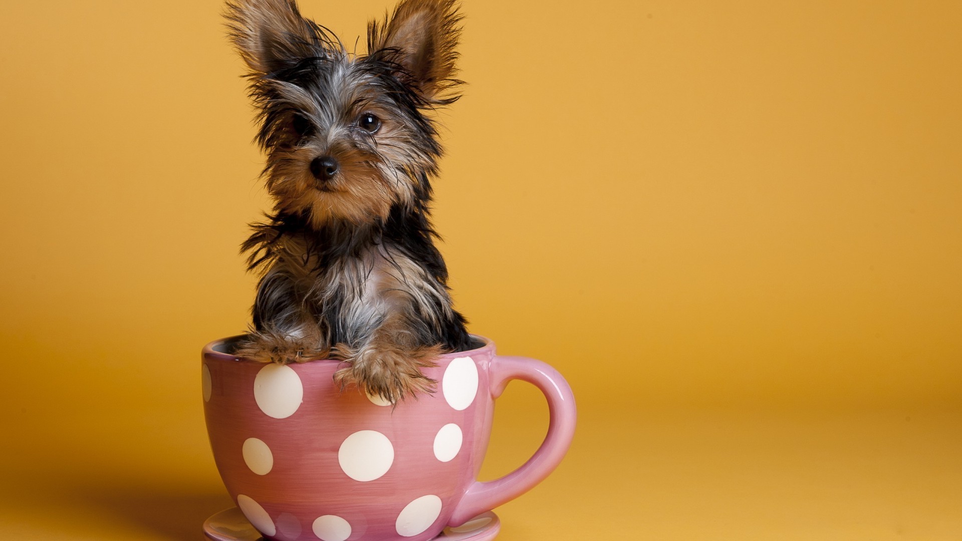 chien chien mignon terrier animal animal de compagnie mammifère chiot petit cynologue domestique studio drôle s asseoir miniature