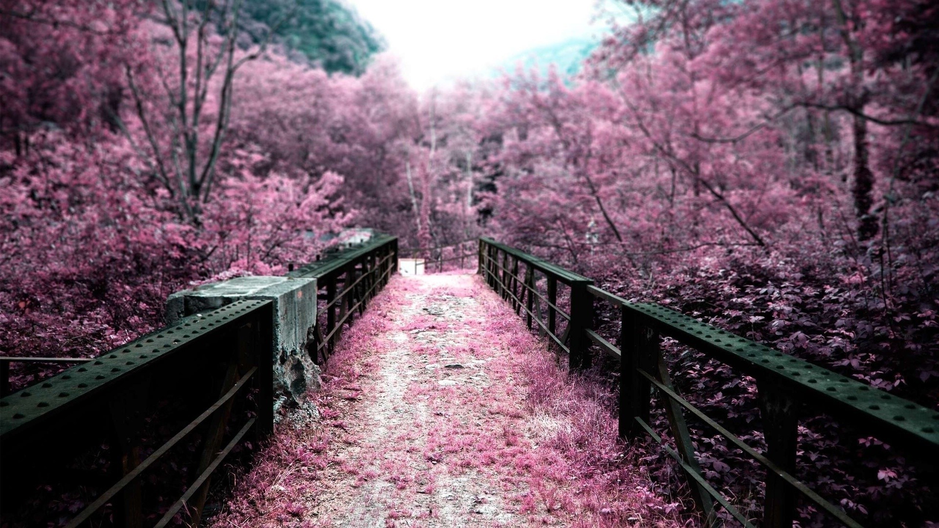 bahçeler ağaç çiçek doğa park bahçe şube sezon flora açık havada bahar yaprak manzara kiraz ahşap çiçeklenme renk rehberlik