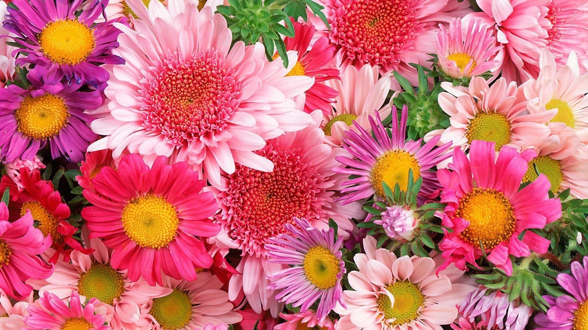 blumen blume blumen natur blütenblatt flora sommer blühen farbe garten hell blumenstrauß blatt schön dekoration schließen hell gerbera chrysantheme desktop