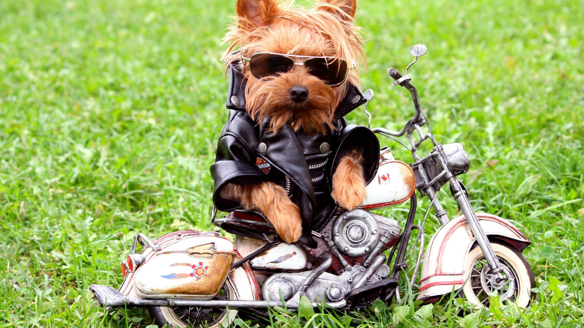 perros hierba naturaleza bicicleta joven lindo poco verano al aire libre diversión parque