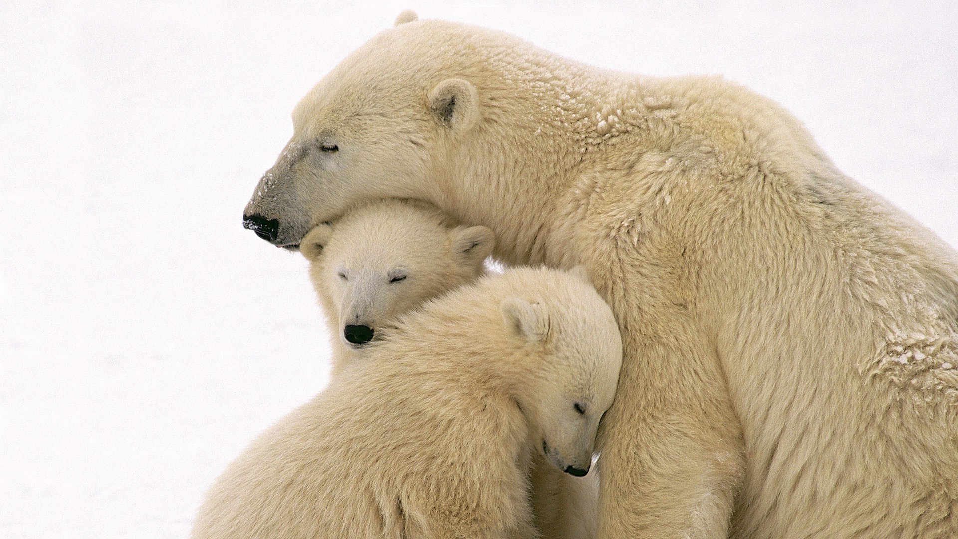 ursos mamífero gelado vida selvagem animal natureza polar fofa