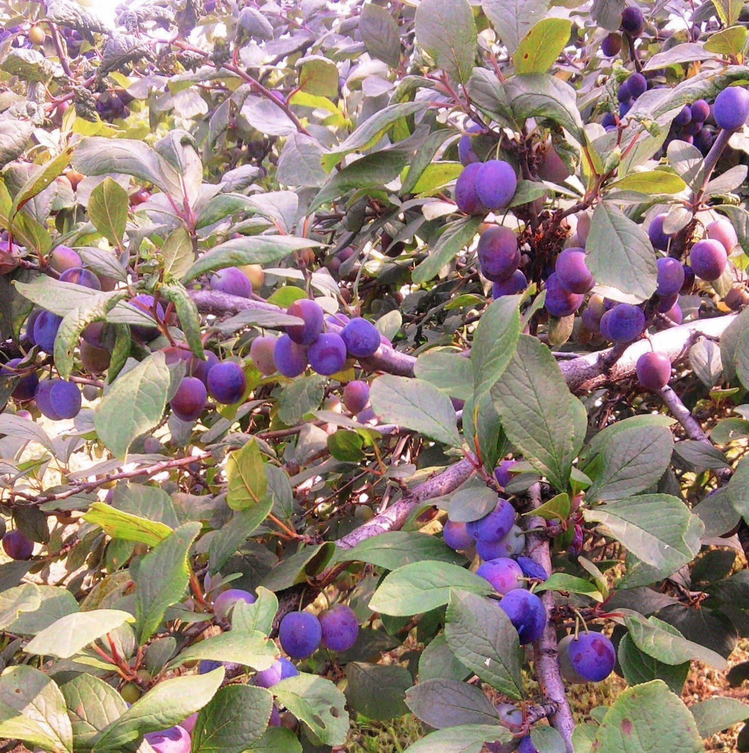 bayas naturaleza hoja fruta árbol flora flor arbusto jardín rama verano al aire libre temporada color pasto