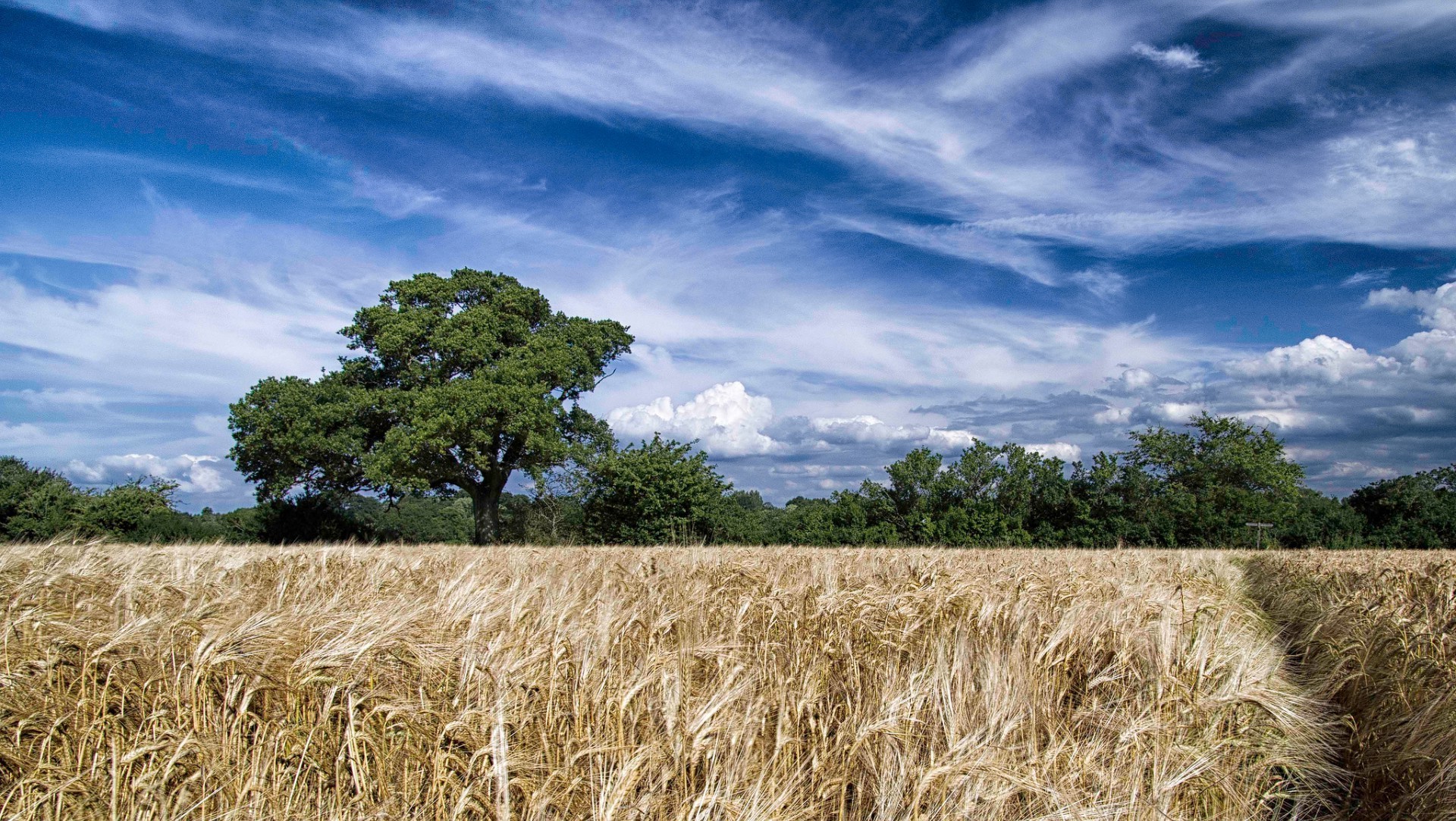 campos prados y valles trigo cereales rural pasto campo cosecha campo paja maíz agricultura paisaje cielo granja centeno naturaleza pan al aire libre verano sol