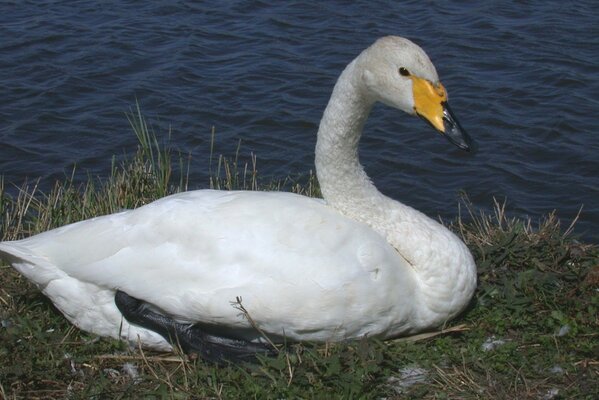 Un cisne blanco descansa en la orilla de un estanque