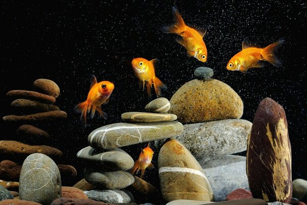 Aquarium with different beautiful fish