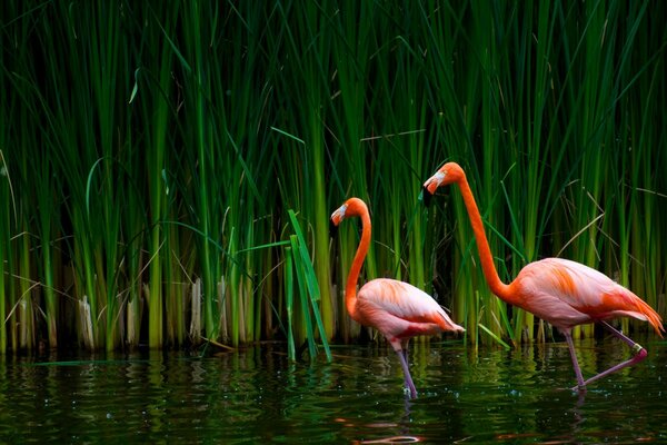 Hermosa vista con hermosas aves