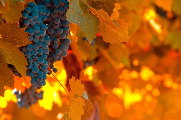 Paesaggio autunnale sfocato. Foglie gialle