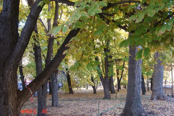 Autunno bella foresta calda