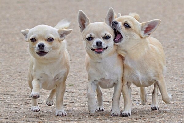 Chiens mignons qui aiment se faire dorloter