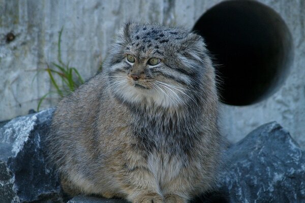 Manul. Rezerwat przyrody Daur.