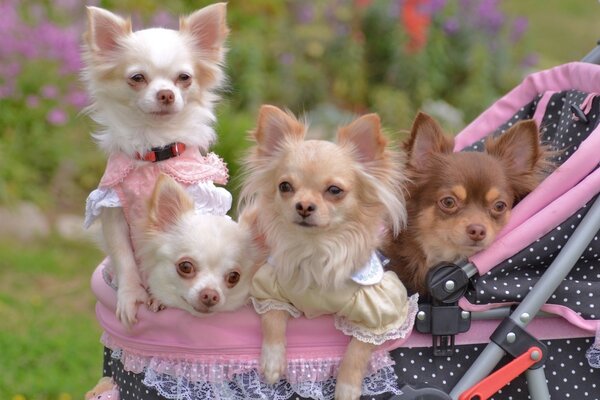 Hermosos perros vestidos con ropa