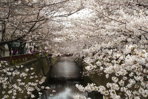 Cherry tree in spring bloom