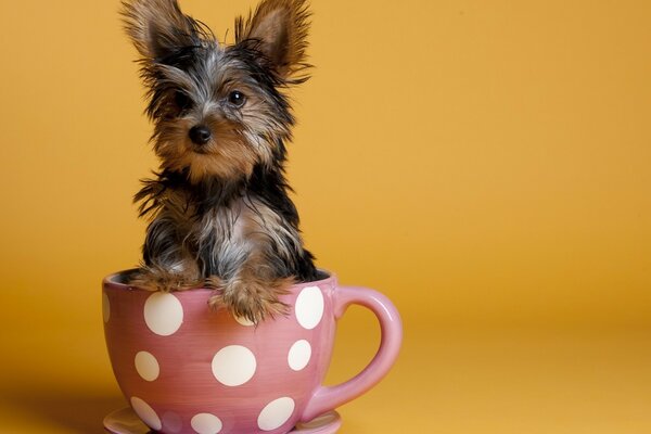 Wärme zu Hause mit einem niedlichen Terrier