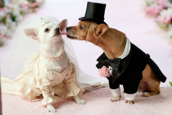 Animaux amoureux dans les tenues de mariage