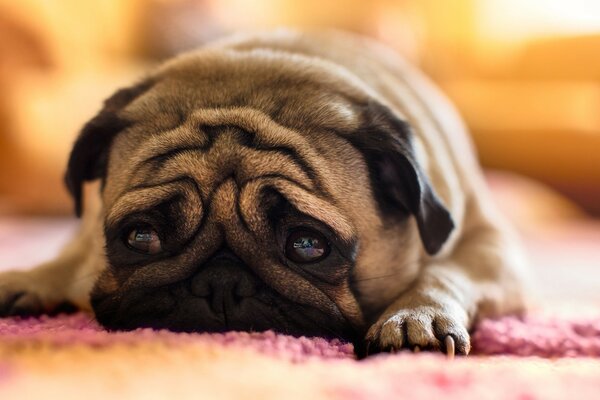 Chiot mignon triste à la maison