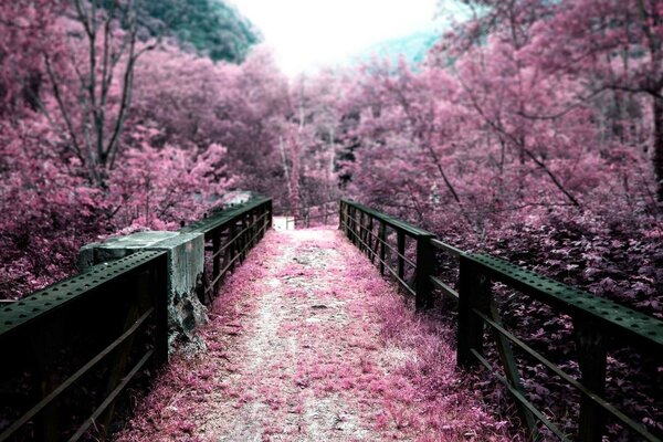 A bridge in an unusual beautiful park