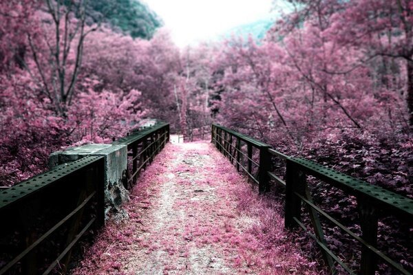 一座桥在一个不寻常的美丽的公园