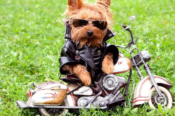 Perro divertido con una motocicleta y con ropa divertida