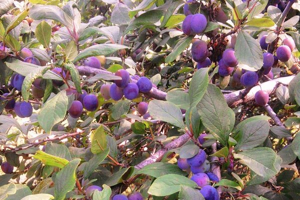 Baies bleues de l arbre fruitier