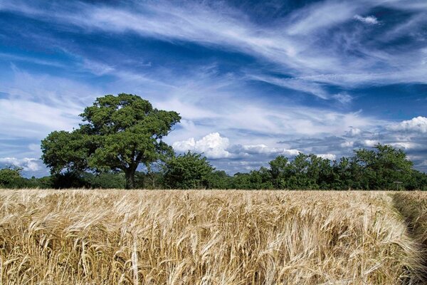 Die Ähren eines Weizenfeldes unter blauem Himmel