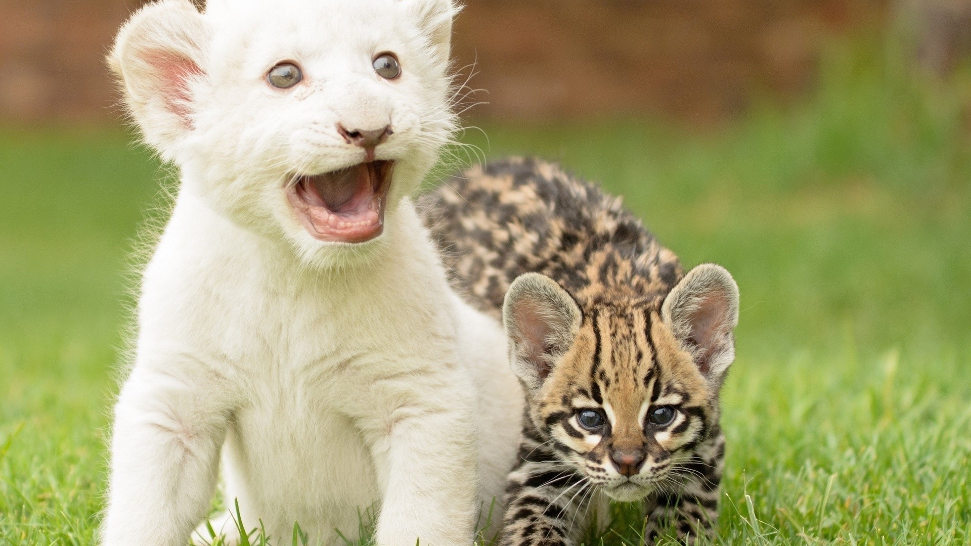 animais gato fofa animal pele mamífero olho pequeno bigode natureza gatinho visualização jovem retrato vida selvagem animal de estimação sentar bebê para baixo lobo